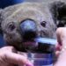 Australia wildlife